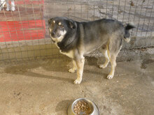 BRISKO, Hund, Mischlingshund in Bulgarien - Bild 3