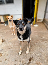 BRISKO, Hund, Mischlingshund in Bulgarien - Bild 4