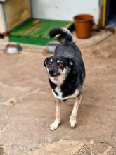 BRISKO, Hund, Mischlingshund in Bulgarien - Bild 5