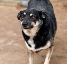 BRISKO, Hund, Mischlingshund in Bulgarien - Bild 6