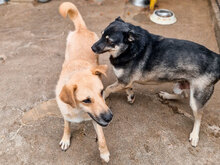 BRISKO, Hund, Mischlingshund in Bulgarien - Bild 7