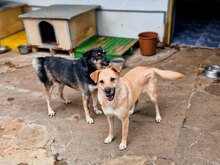 BRISKO, Hund, Mischlingshund in Bulgarien - Bild 8