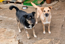 BRISKO, Hund, Mischlingshund in Bulgarien - Bild 9