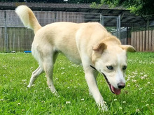 ELFI, Hund, Mischlingshund in Hamburg - Bild 3