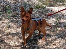 PEANUT, Hund, Pinscher-Mix in Portugal - Bild 1