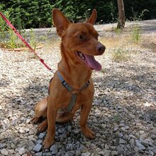 PEANUT, Hund, Pinscher-Mix in Portugal - Bild 10