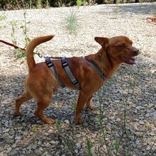 PEANUT, Hund, Pinscher-Mix in Portugal - Bild 2