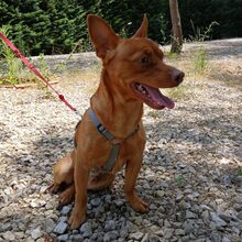 PEANUT, Hund, Pinscher-Mix in Portugal - Bild 4