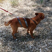 PEANUT, Hund, Pinscher-Mix in Portugal - Bild 5