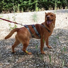 PEANUT, Hund, Pinscher-Mix in Portugal - Bild 7