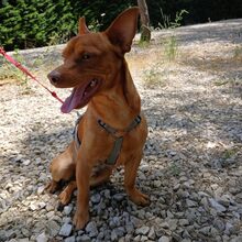 PEANUT, Hund, Pinscher-Mix in Portugal - Bild 8