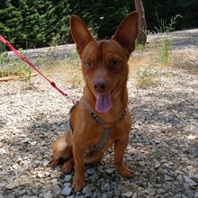 PEANUT, Hund, Pinscher-Mix in Heidelberg - Bild 1