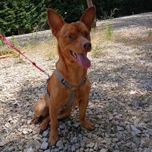 PEANUT, Hund, Pinscher-Mix in Heidelberg - Bild 3