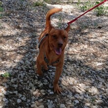 PEANUT, Hund, Pinscher-Mix in Heidelberg - Bild 4
