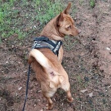 PEANUT, Hund, Pinscher-Mix in Heidelberg - Bild 5