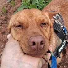 PEANUT, Hund, Pinscher-Mix in Heidelberg - Bild 6