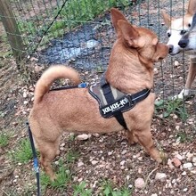 PEANUT, Hund, Pinscher-Mix in Heidelberg - Bild 7