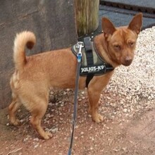 PEANUT, Hund, Pinscher-Mix in Heidelberg - Bild 8