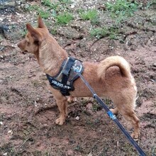 PEANUT, Hund, Pinscher-Mix in Heidelberg - Bild 9