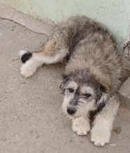 RONJA, Hund, Mischlingshund in Rumänien - Bild 13