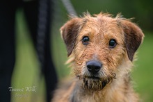 ALVARO, Hund, Mischlingshund in Polen - Bild 1