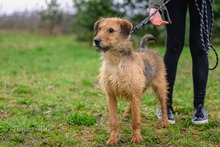 ALVARO, Hund, Mischlingshund in Polen - Bild 2