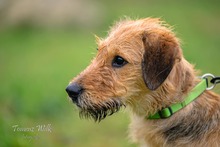 ALVARO, Hund, Mischlingshund in Polen - Bild 3