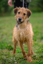 ALVARO, Hund, Mischlingshund in Polen - Bild 4