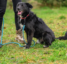 SANCZO, Hund, Mischlingshund in Polen - Bild 1