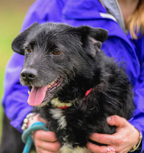 SANCZO, Hund, Mischlingshund in Polen - Bild 3