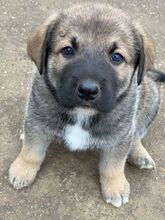 ELMO, Hund, Mischlingshund in Rumänien