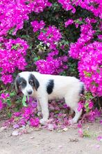 VICTOR, Hund, Mischlingshund in Griechenland - Bild 2