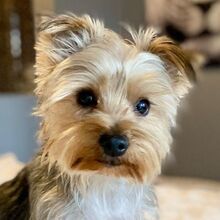 RANDY, Hund, Yorkshire Terrier in Burgdorf - Bild 1