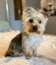 RANDY, Hund, Yorkshire Terrier in Burgdorf - Bild 2