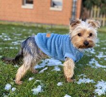 RANDY, Hund, Yorkshire Terrier in Burgdorf - Bild 4