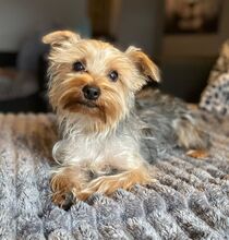 RANDY, Hund, Yorkshire Terrier in Burgdorf - Bild 6