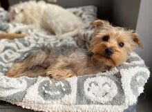 RANDY, Hund, Yorkshire Terrier in Burgdorf - Bild 7