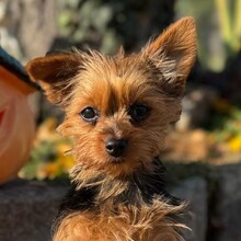 TESSA, Hund, Yorkshire Terrier in Weißenfels