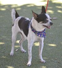 DUQUE, Hund, Chihuahua in Zella-Mehlis - Bild 24