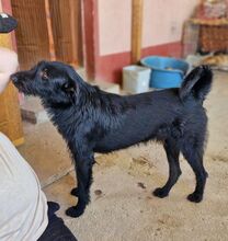 IGOR, Hund, Mischlingshund in Rumänien - Bild 2