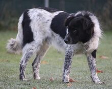 SAMCARTER, Hund, Mischlingshund in Mengkofen - Bild 1