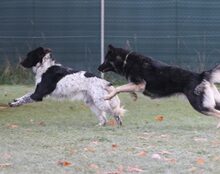 SAMCARTER, Hund, Mischlingshund in Mengkofen - Bild 2