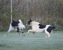 SAMCARTER, Hund, Mischlingshund in Mengkofen - Bild 3