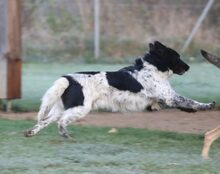 SAMCARTER, Hund, Mischlingshund in Mengkofen - Bild 5