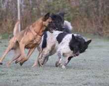 SAMCARTER, Hund, Mischlingshund in Mengkofen - Bild 6