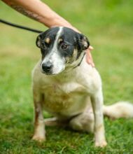 INGE, Hund, Jack Russell Terrier-Mix in Ungarn - Bild 1