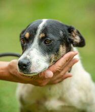 INGE, Hund, Jack Russell Terrier-Mix in Ungarn - Bild 2