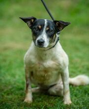 INGE, Hund, Jack Russell Terrier-Mix in Ungarn - Bild 3