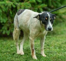 INGE, Hund, Jack Russell Terrier-Mix in Ungarn - Bild 4