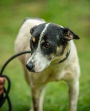 INGE, Hund, Jack Russell Terrier-Mix in Ungarn - Bild 5